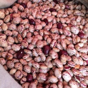 Poroto de Frutilla