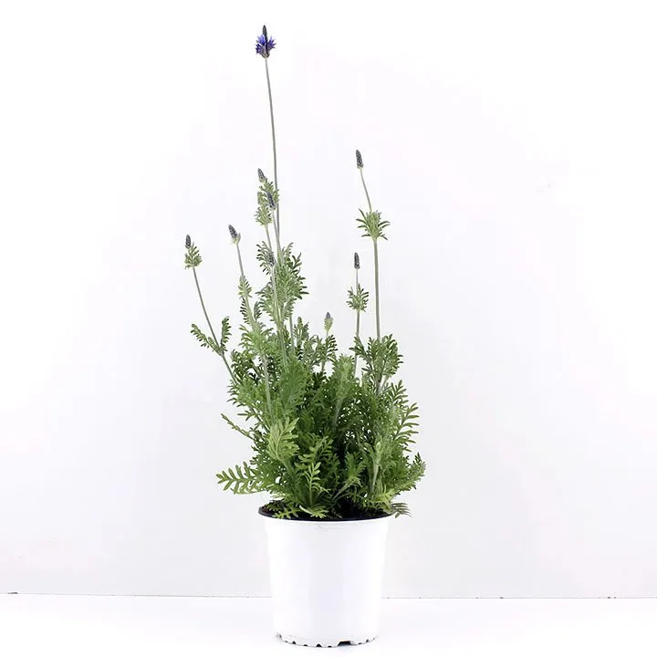 Lavanda Orgánica Hojas - 10 gr