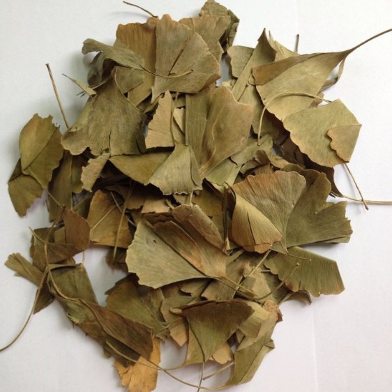 Ginkgo Biloba